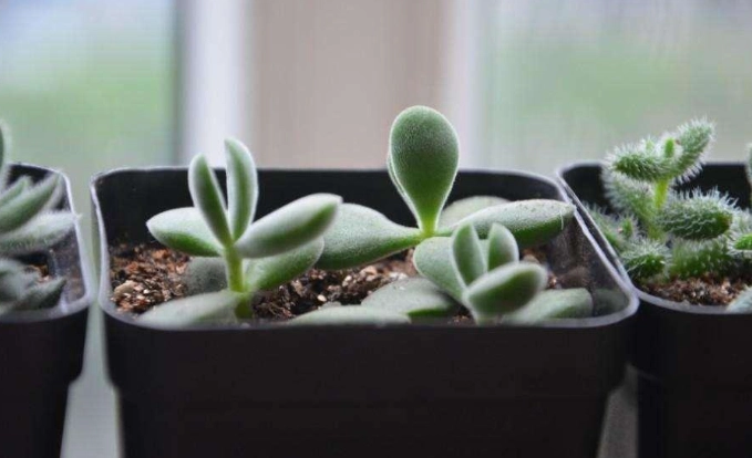 景天科多肉植物