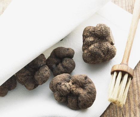 松蘿養護技巧 松蘿養護技巧