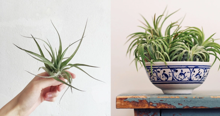 空氣草淨化空氣