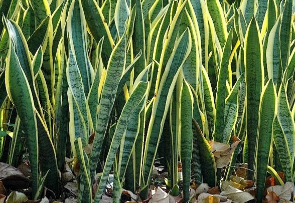 虎尾蘭軟腐病症狀 虎尾蘭軟腐病症狀