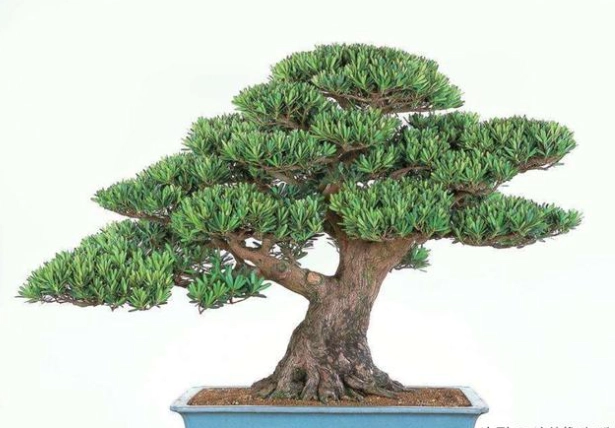 小盆栽造型技巧