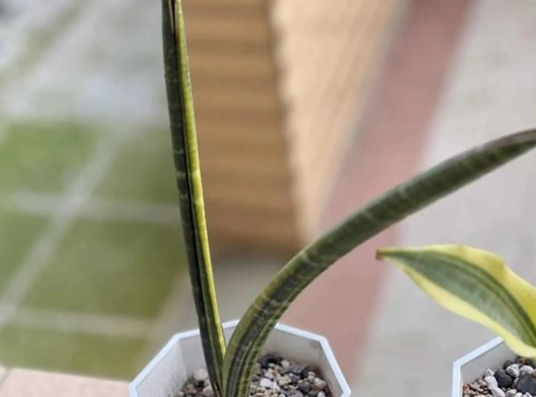 虎尾蘭澆水方法