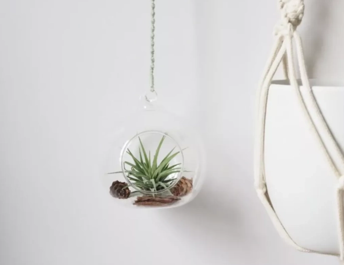 香港空氣草養護