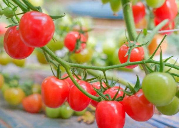番茄結果期管理 番茄結果期管理