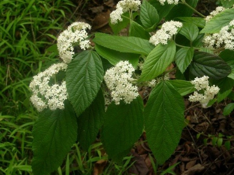 空氣鳳梨栽培 空氣鳳梨栽培