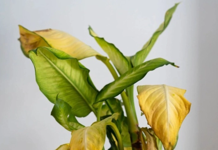 盆栽葉子變黃原因