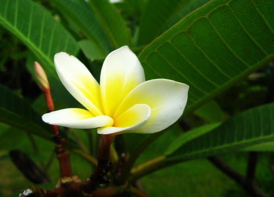 雞蛋花栽培技巧