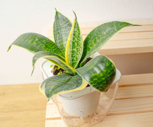 虎尾蘭澆水方法