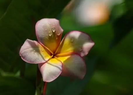 雞蛋花栽培技巧