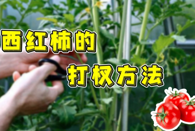 陽台小蕃茄栽培