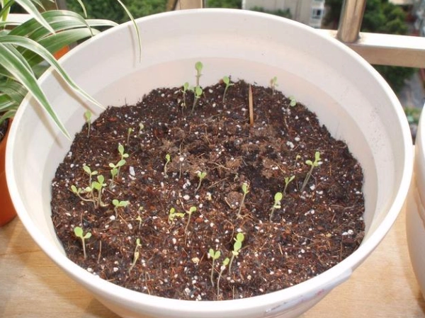 小番茄種植方法