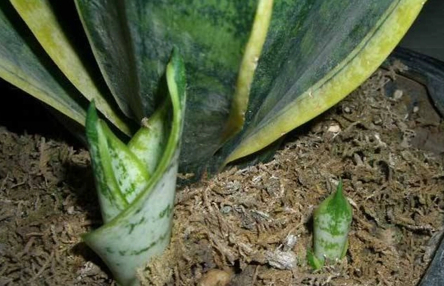 虎尾蘭軟腐病治療 虎尾蘭軟腐病治療