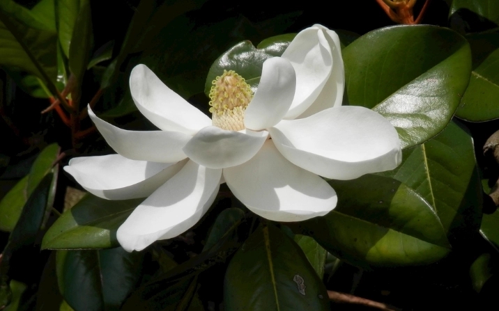 玉蘭花開花時間