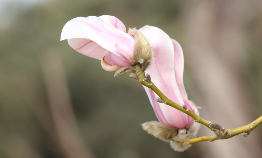 玉蘭花葉子用法
