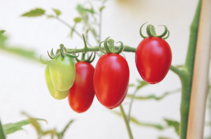 小番茄種植方法