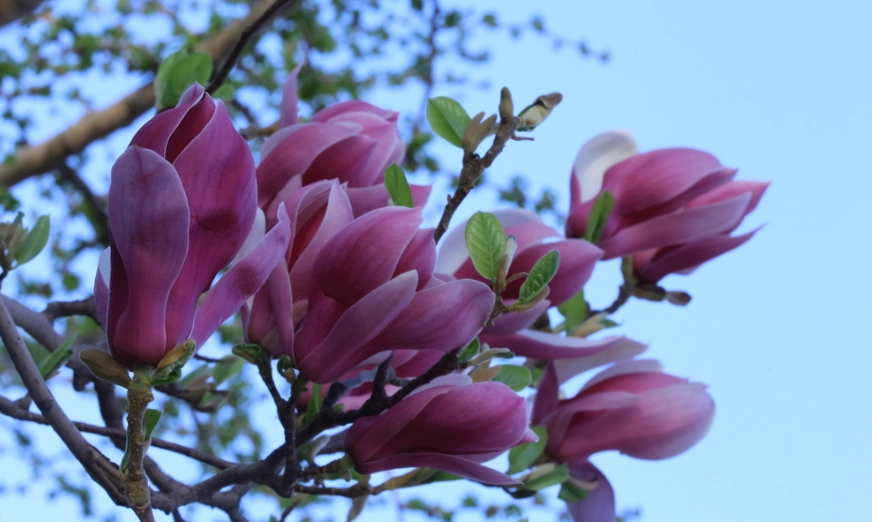 玉蘭花葉子禁忌