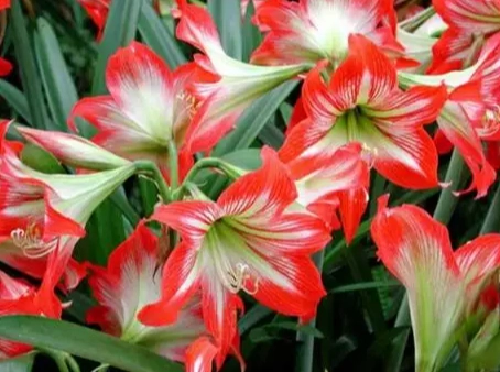 孤挺花開花時間