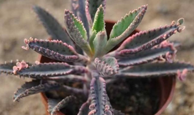 景天科多肉植物