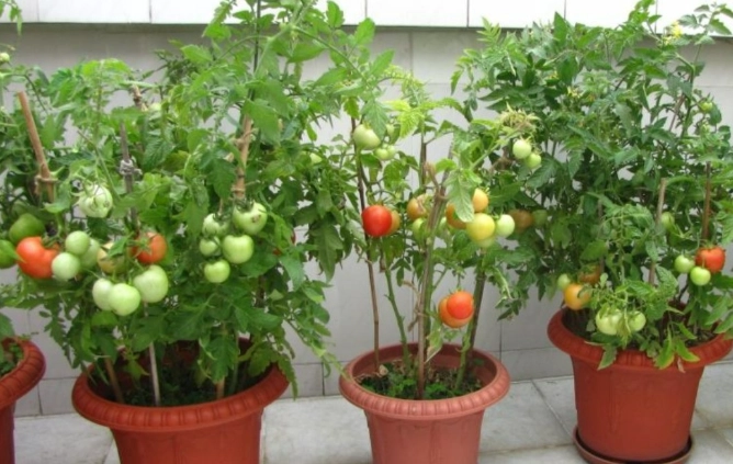 陽台小蕃茄栽培