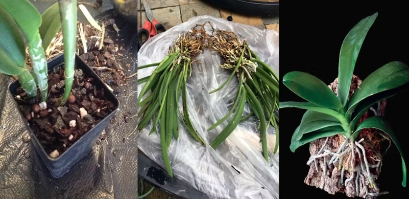 蘭花分株注意事項