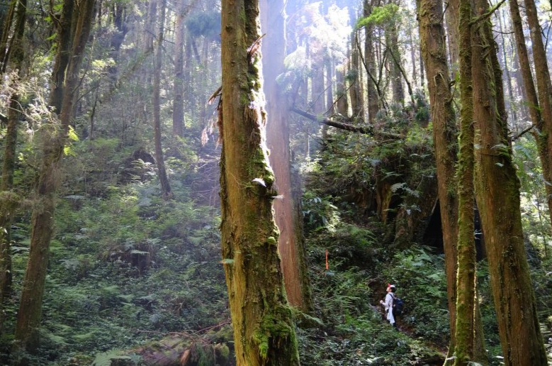 台灣森林旅遊