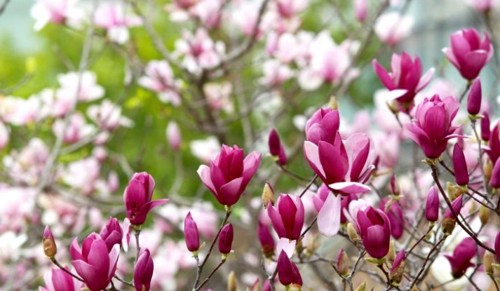 玉蘭花開花時間