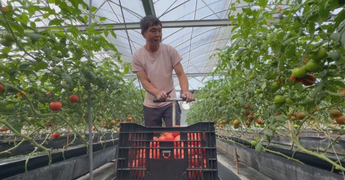 小蕃茄種植方法