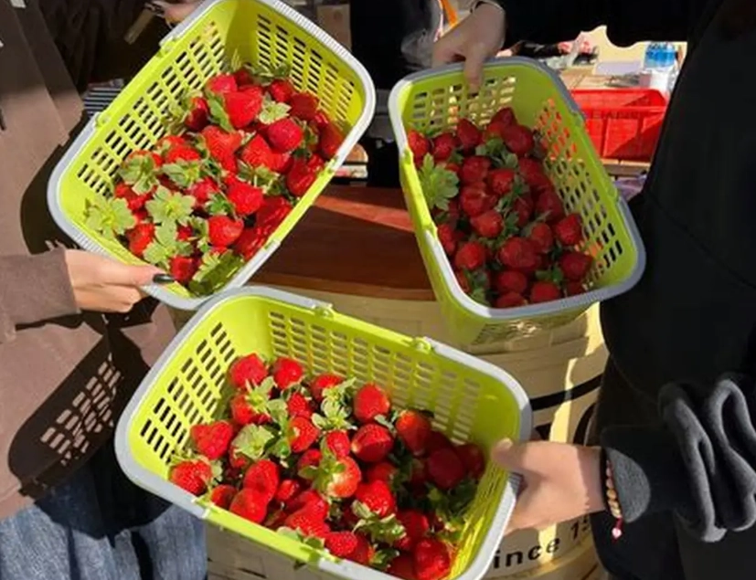 苗栗草莓採摘