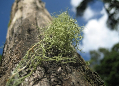空氣鳳梨栽培 空氣鳳梨栽培