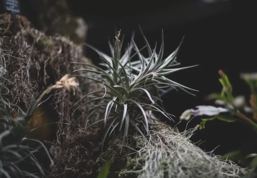 空氣草購買指南