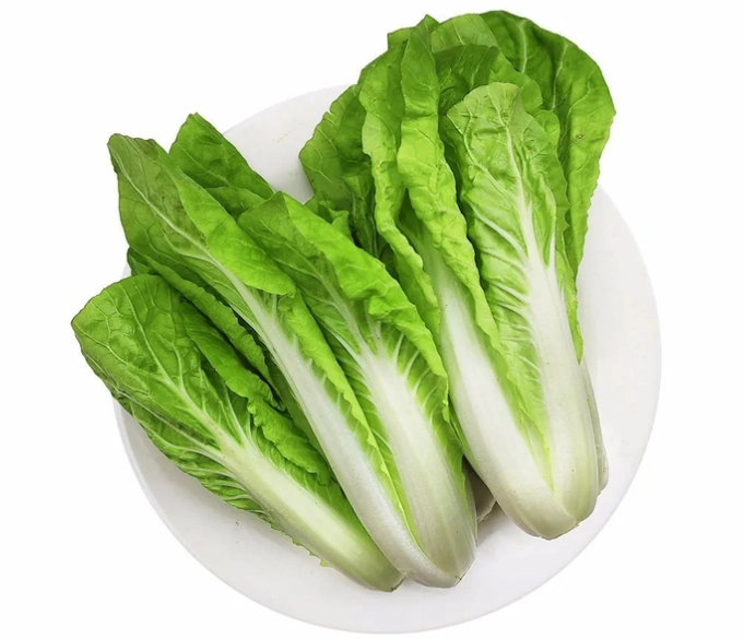 黃化小白菜處理