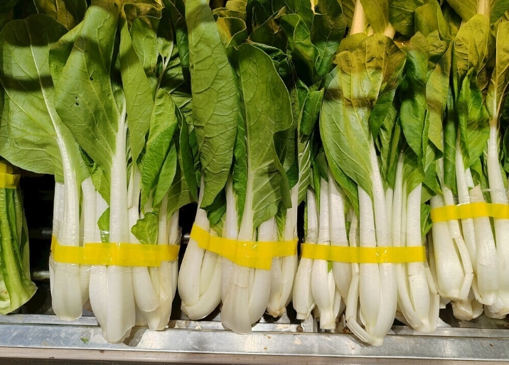 小白菜保存方法