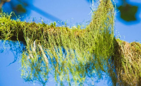 空氣鳳梨栽培 空氣鳳梨栽培