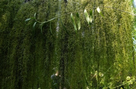 松蘿養護技巧 松蘿養護技巧