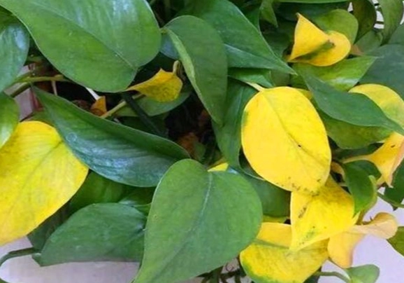 盆栽葉子變黃原因