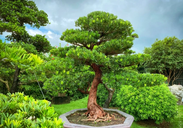 羅漢松盆栽養護