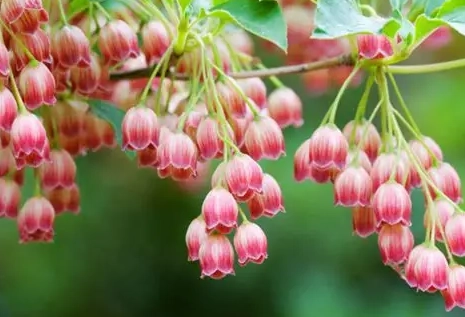 日本吊鐘樹病蟲害