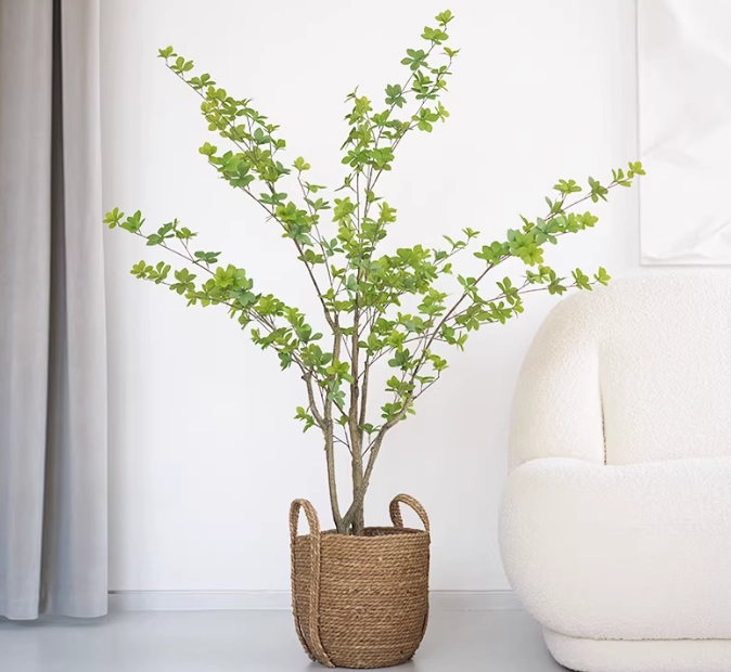 吊鐘樹種植方法