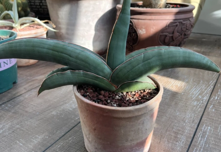 虎尾蘭軟腐病症狀 虎尾蘭軟腐病症狀