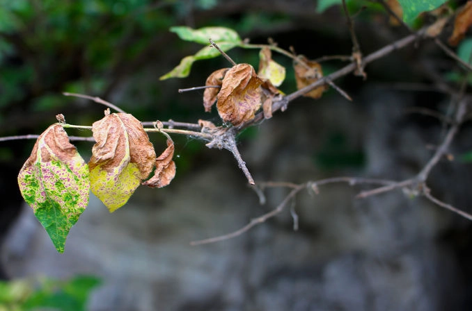 植物叶子枯萎处理