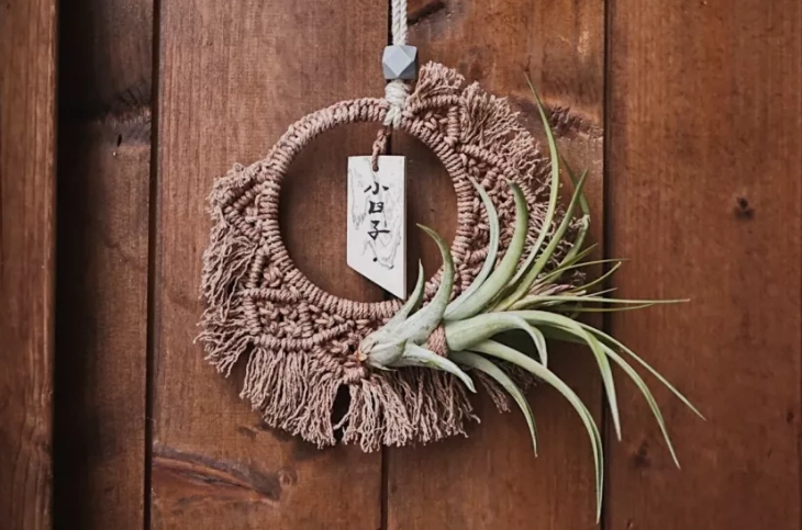 空氣草購買指南