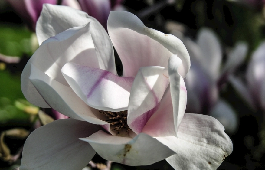 玉蘭花葉子用法