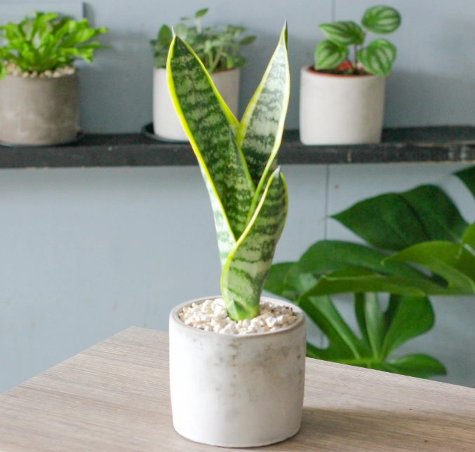 虎尾蘭澆水注意事項 虎尾蘭澆水注意事項