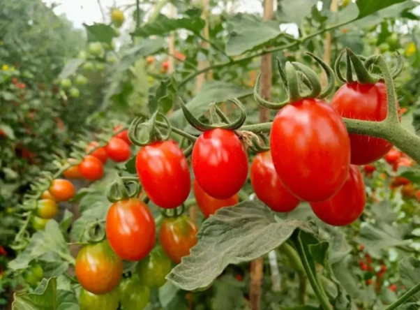 小番茄施肥方法