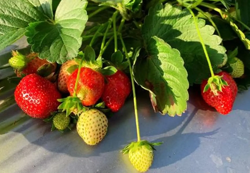 新竹草莓園推薦 新竹草莓園推薦