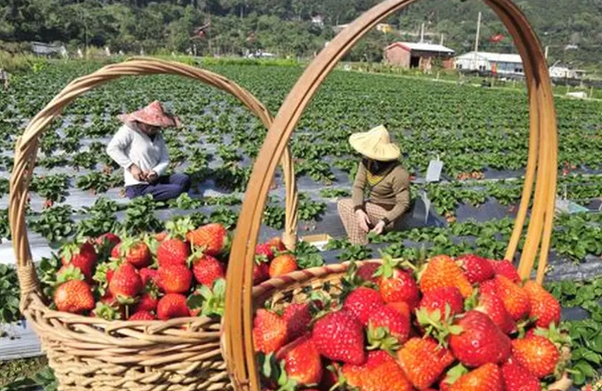 草莓季節旅遊