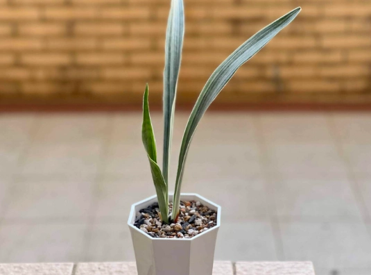 虎尾蘭澆水頻率