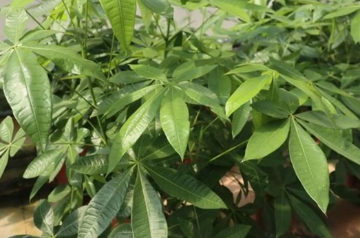 發財樹葉子變黃