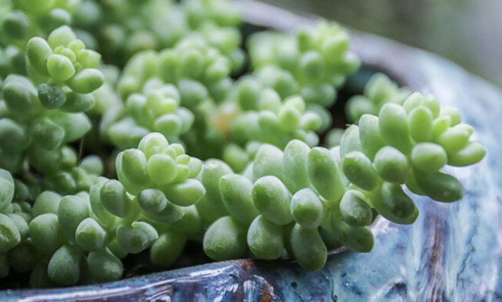 景天科多肉植物