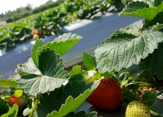 有機草莓採果
